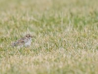 Lapland Bunting_J4X8296