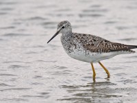 Lesser Yellowlegs _J4X8030