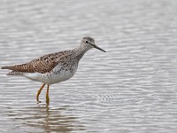 Lesser Yellowlegs _J4X8070