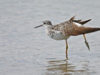 Lesser Yellowlegs _J4X8156 copy