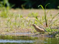 Little Bittern_J4X0504
