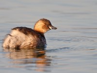 Little Grebe _J4X6503 copy