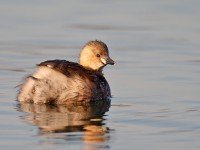 Little Grebe _J4X6511 copy