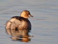 Little Grebe _J4X6518 copy