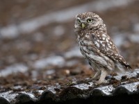 Little Owl _J4X8971