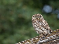 Little Owl _J4X9025