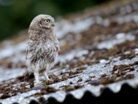 Little Owl _J4X9142