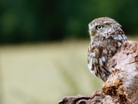 Little Owl _M2A9092 copy