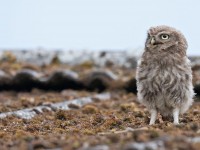Little Owl_J4X9069