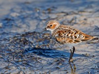 Little Stint _J4X0534