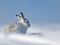 Mountain Hare 1A _J4X4802 copy