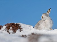 Mountain Hare 1A_J4X4728 copy