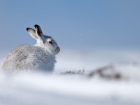 Mountain Hare _J4X4803