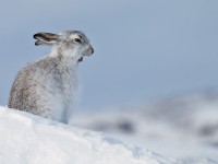 Mountain Hare _J4X4965