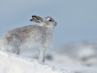 Mountain Hare _J4X4995 copy