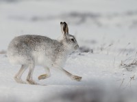 Mountain Hare _J4X5048