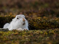 Mountain Hare _J4X6133