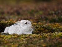 Mountain Hare _J4X6149 copy