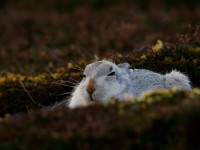 Mountain Hare _J4X6232
