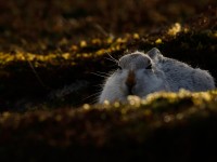 Mountain Hare _J4X6260