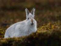 Mountain Hare _J4X6418