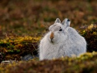 Mountain Hare _J4X6445
