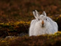 Mountain Hare _J4X6461