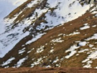 Mountain Hare _M2A3627