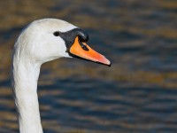 Mute Swan _J4X7295 copy