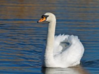 Mute Swan _J4X7313 copy