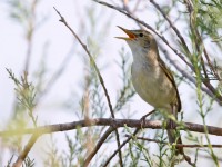 Olivaceous Warbler _M2A7697