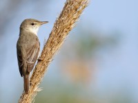 Olivaceous Warbler _M2A9071