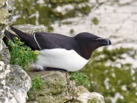 RAZORBILL _M2A0964 copy
