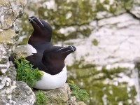 RAZORBILL _M2A0982 copy