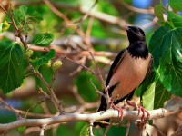 ROSE-COLOURED STARLING _M2A8179