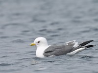 Red-legged Kittiwake _J4X2367