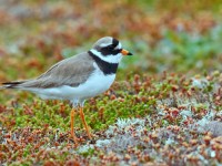Ringed Plover _M2A8478