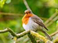 Robin _M2A5951