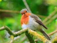 Robin_M2A5963