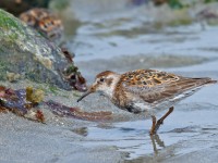 Rock Sandpiper _J4X2137