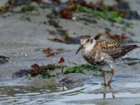 Rock Sandpiper _J4X2156 copy