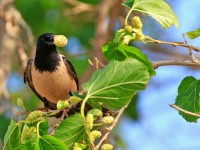 Rose-coloured Starling _M2A8144