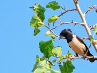 Rose-coloured Starling_M2A8080