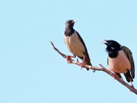 Rosy Starling _M2A8691
