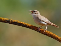 Rufous Bush-chat _M2A8289