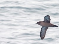 Short-tailed Shearwater _J4X6949 copy