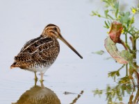 Snipe _J4X7564 copy