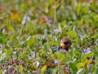 Spoon-billed Sandpiper _J4X5471