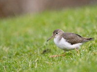 Spotted Sandpiper _J4X4233