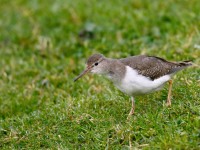Spotted Sandpiper _J4X4271